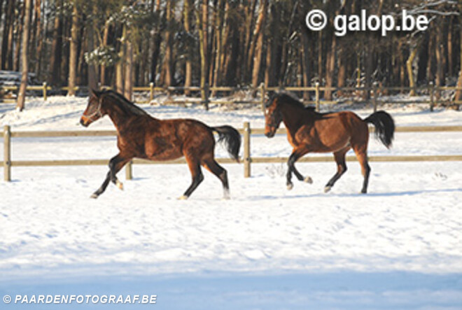 Late winterprik resulteert in diverse afgelastingen