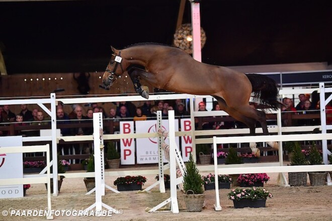 €162.000 euro voor topper Stallion Auction!