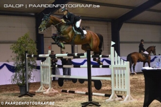Greve & Grandorado winnen Hengstencompetitie