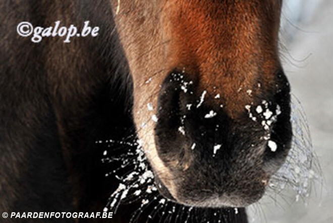 Shuilhok verplicht voor paarden op weide