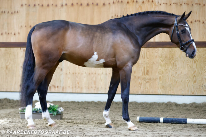 HORSE AUCTION BELGIUM IS READY FOR THEIR NEXT ONLINE AUCTION IN APRIL!