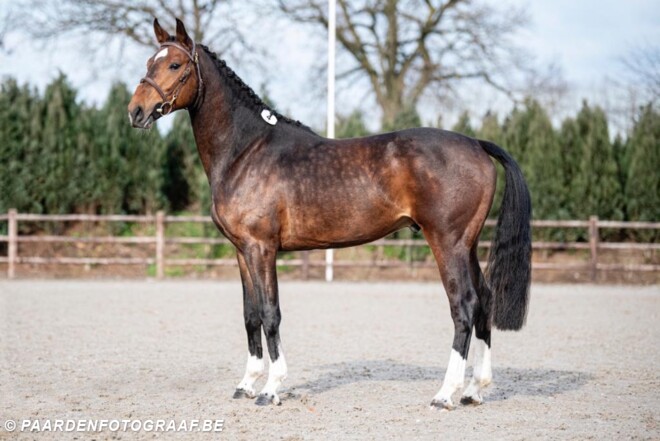 Think Twice vd Zwartbleshoeve topper bij AES