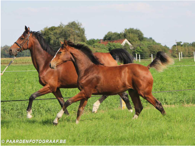 WK winners op AUCTION TWINKELING