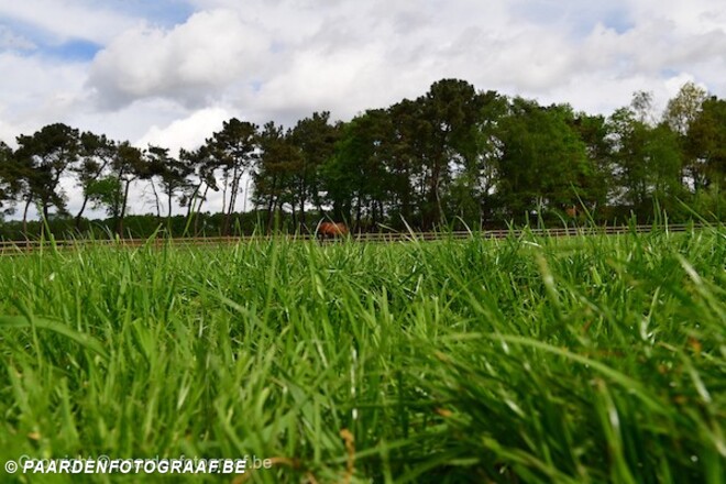Nieuwe regels voor houders van paarden
