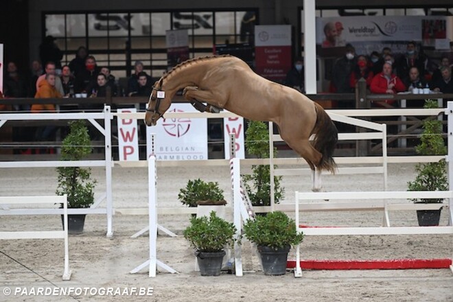 Try Me-K van Kattenheye veilingtopper BWP