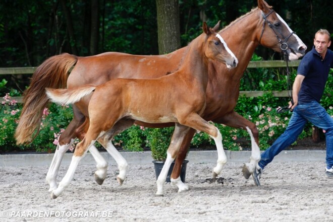 Belgische paarden gewild op Prinsjesdag!