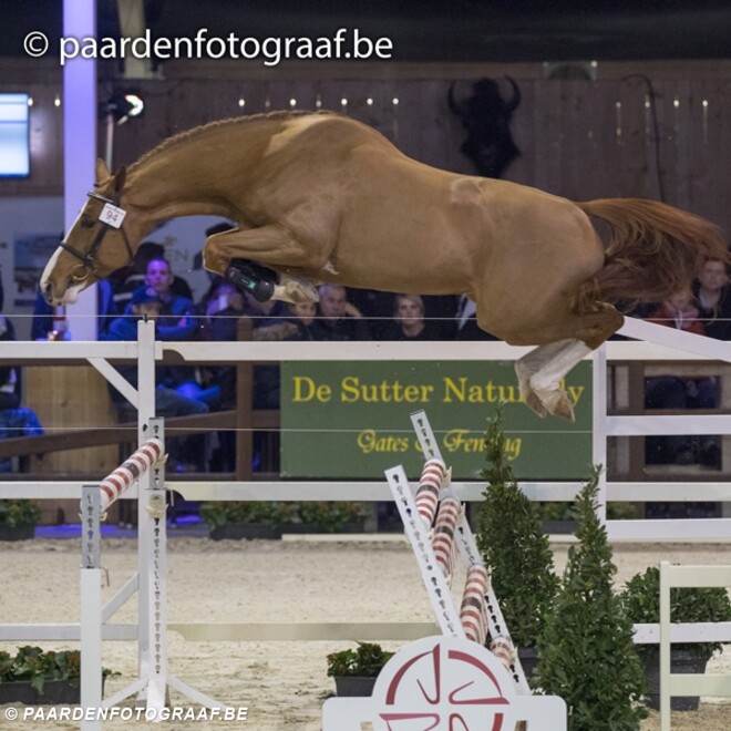 Alle foto's vrijspringen hengsten online