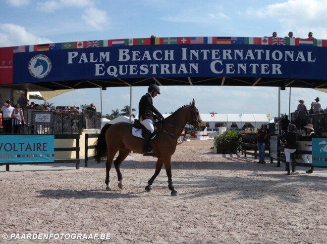 Nieuwe lading Belgische paarden in Florida