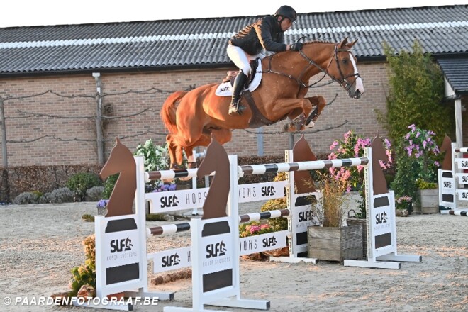 Tweede editie SLF Horse Auctions