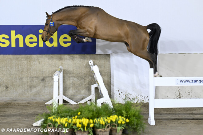 Recordprijs van €340.000 voor zoon van Dourkhan Hero Z tijdens tweede Zangersheide Stallion Auction