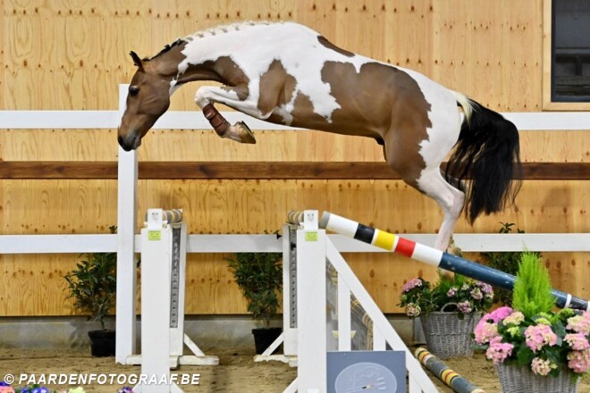 Horse auction Belgium blijft scoren