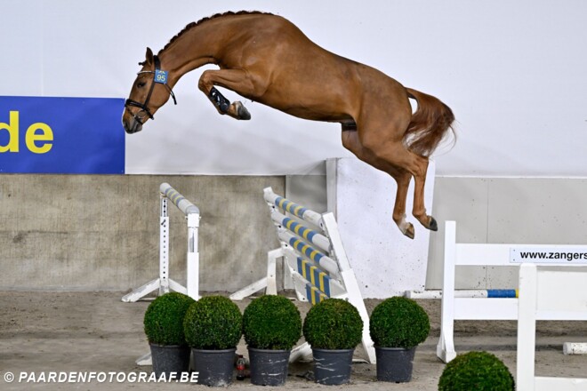 €205.000 voor Coldplay VDM Z tijdens de Zangersheide Stallion Auction