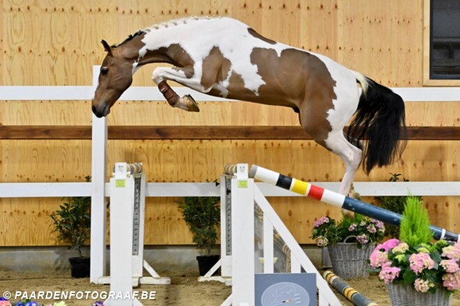 Horse auction Belgium: Diamond Edition