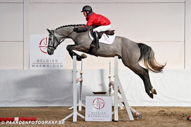 Rocco van ’t Koningsbos veilingtopper