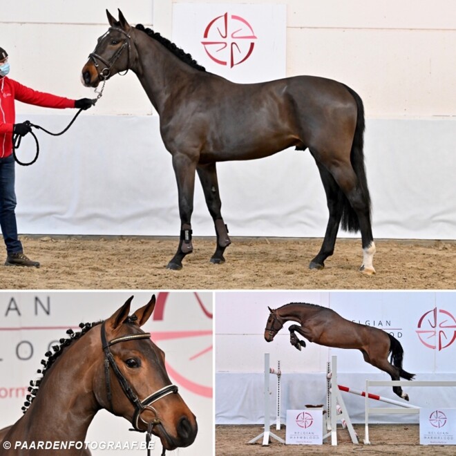 BWP Young Horses Auction
