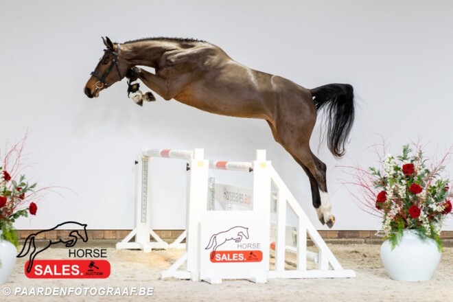 Veel drukte op de HorseSales.Auction