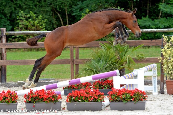 Veilingcollectie Belgian Foal Auction 2015