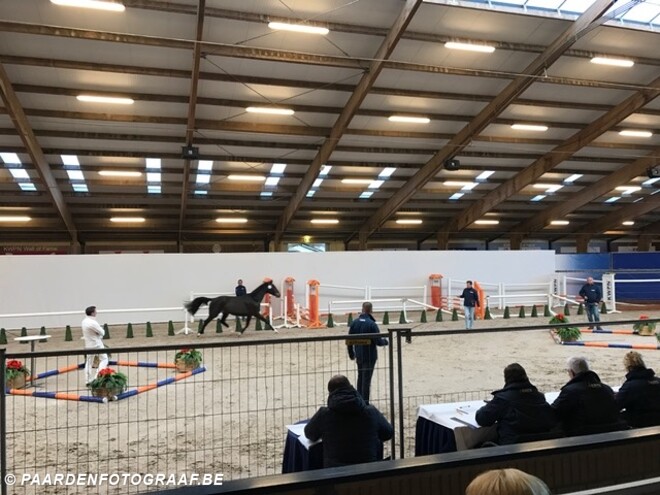 Eerste Bezichtiging KWPN-keuring afgerond