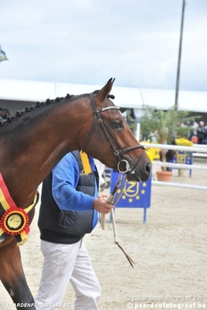 Colorado Z wint Medaille van de Koning