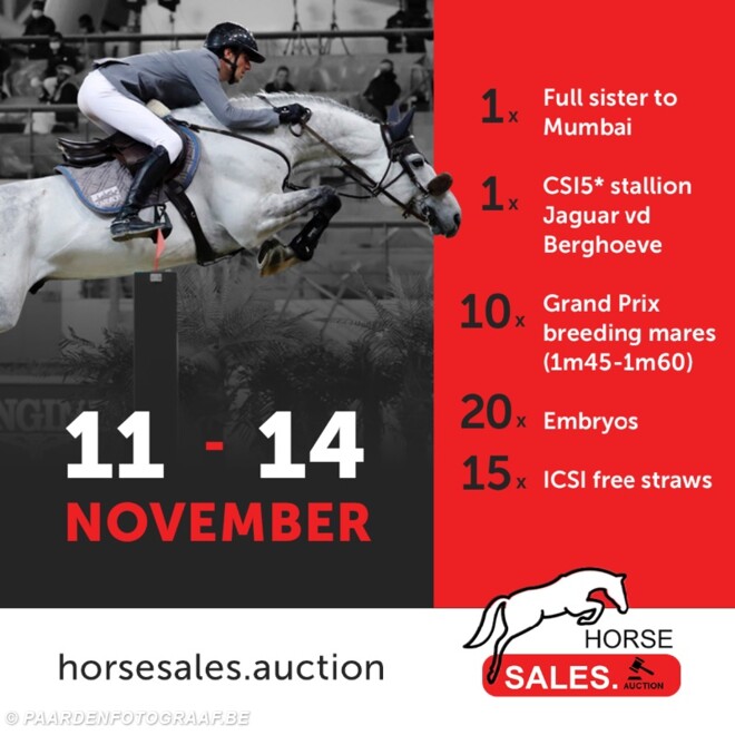 volle zus van Mumbai in HorseSales.auction