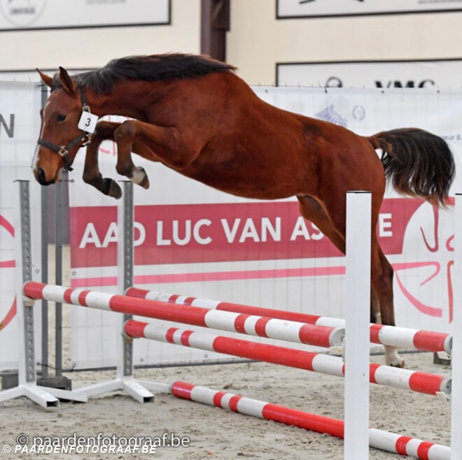 Foto's Belgian Youngster Trials online!