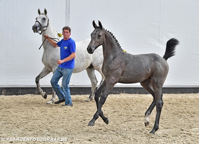 Primeur voor Zangersheide: Z-Online Auction: