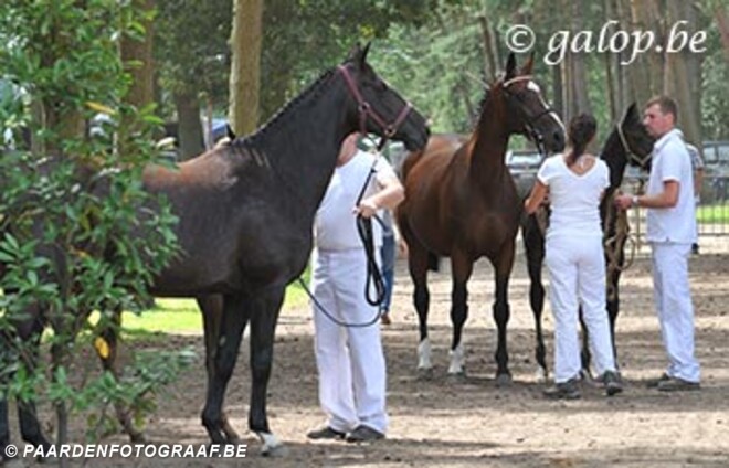 De Kampioenen van Pulderbos
