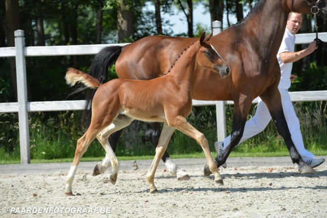 Comme Il Faut & Vigo geven veilingtoppers