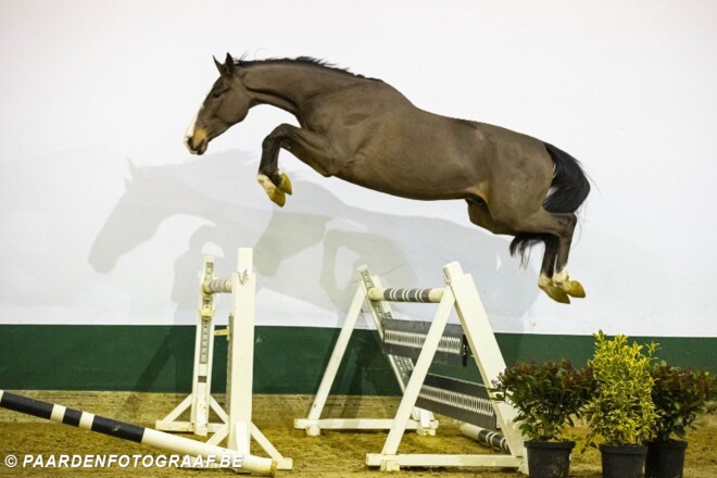 Youhorse.auction Duitse topruiter investeert