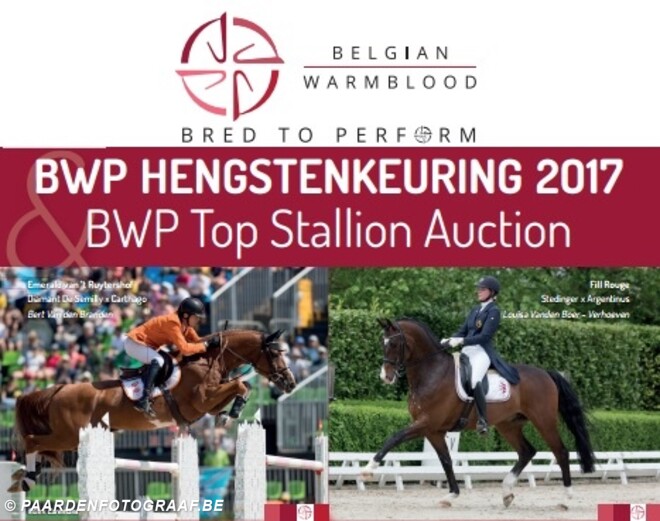 Laatste dag inschrijven BWP Hengstenkeuring!
