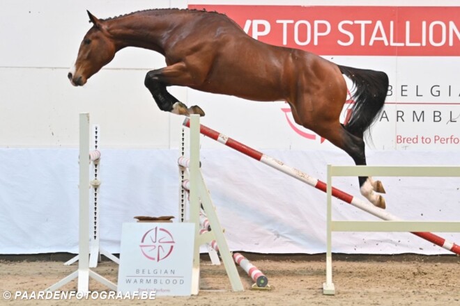 Veilingtopper BWP auction naar Eurohorse