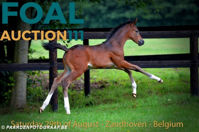 Foal Auction 111 nodigt u uit op 29 augustus