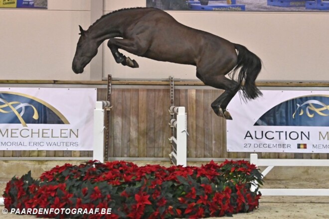 Auction Mechelen uitzonderlijk succesvol