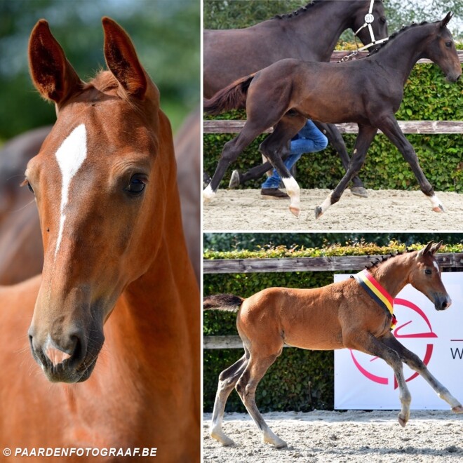 BWP Online FA: beste springpaardenstamboek!