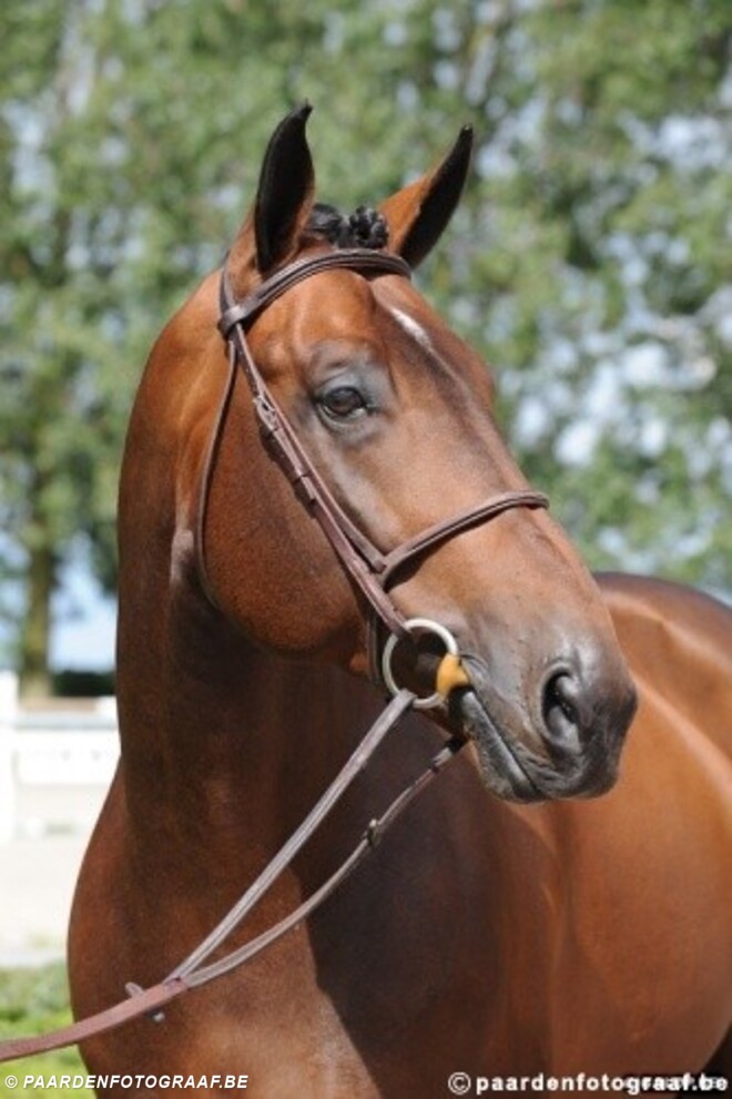 HH Copin vd Broy wint in Gijon
