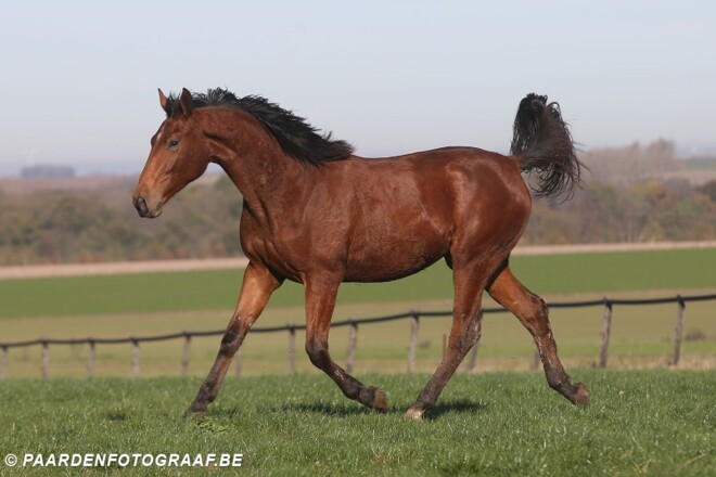 Datcha Queen Hero, koningin op dag 2