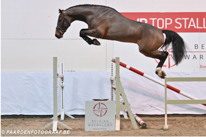 BWP Top Stallion Auction: de veilinghengsten