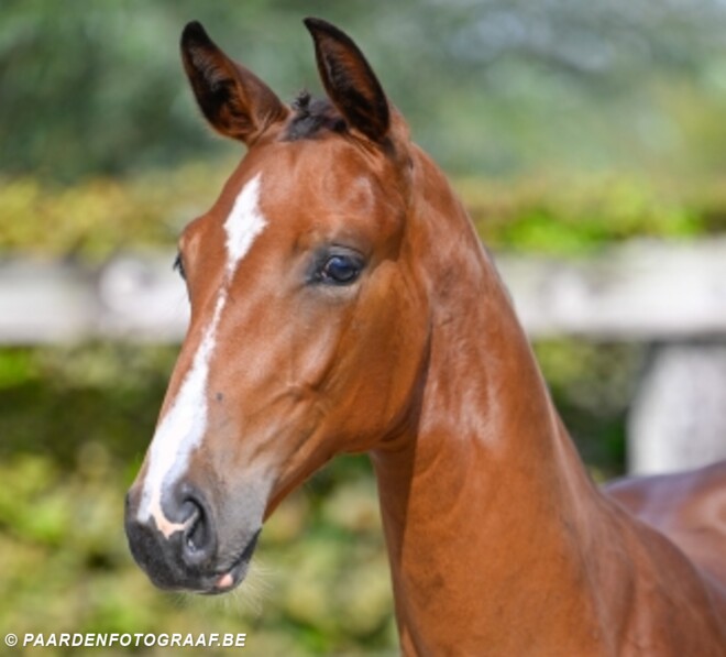 BWP Online Foal Auction schot in de roos