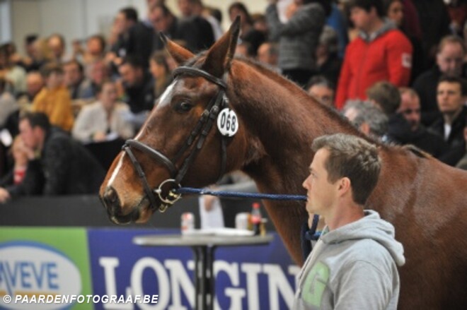 Free Jump Tour: Klapscheut en Clintissimo Z