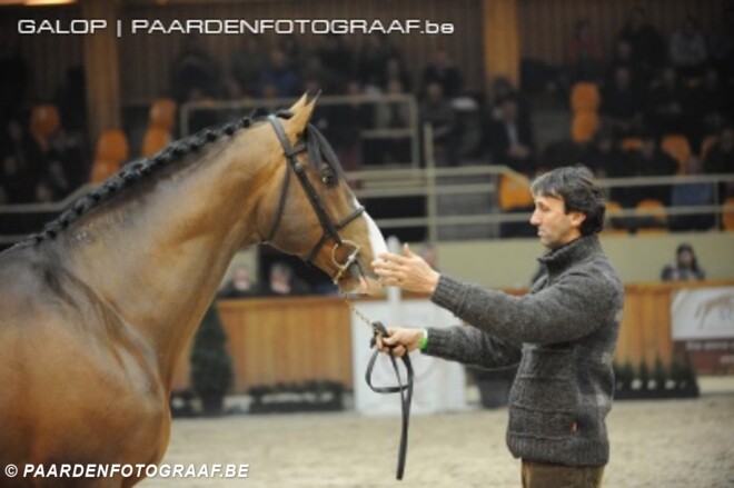 Flamenco de Semilly (23) overleden