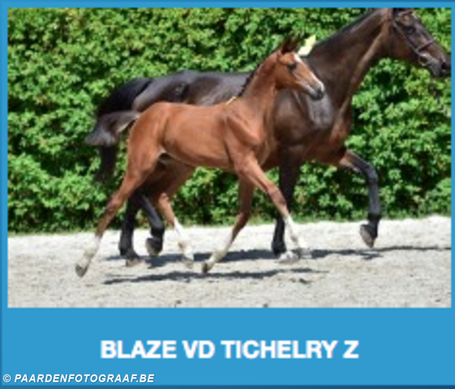 Zangersheide Online Auction