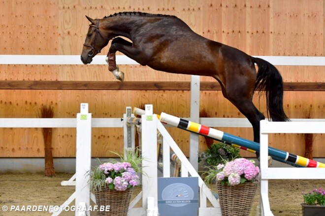 HAB sluit 'Olympic Edition' succesvol af!