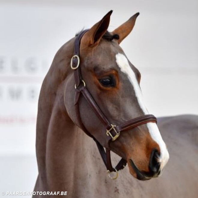 BWP Young Horses Auction