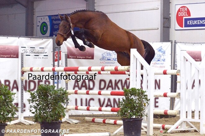 Belgian Youngster Trials: topstammen voorop