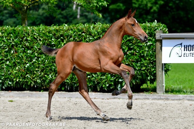 Dankzij Horseman naar de OS of het EK?