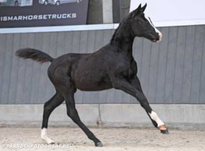 Interessante collectie Exquis Horse Auction