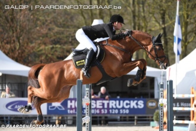 Hengstenkeuring Hannover: springhengsten