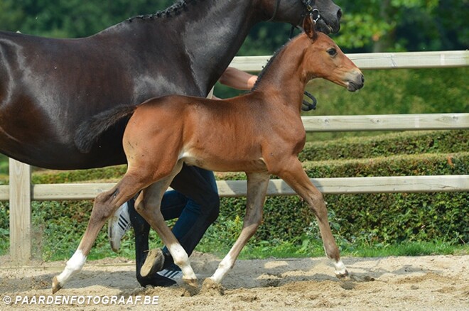 Flanders Foal Auction: gemid. van 10.678