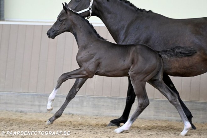 Why Not vd Bisschop, veilingtopper van de BWP Elite Foal Auction