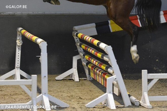 Selectie tweejarigen Mechelen in Cavalerie